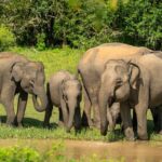 Yala National Park Safari |From Hambantota Port (Shore Excursion) - Final Thoughts