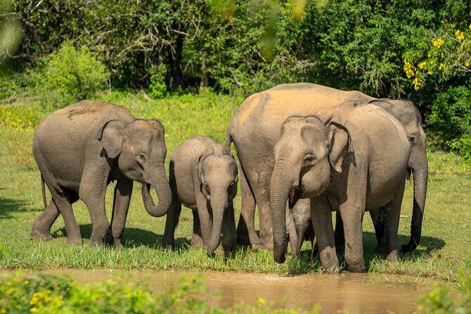 Yala National Park Safari |From Hambantota Port (Shore Excursion) - Final Thoughts