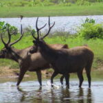 Yala National Park Safari from Tangalle - Why the Tour Offers Good Value