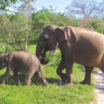 Yala National Park Safari from Weligama - Detailed Review: What You Can Expect from the Yala Safari from Weligama