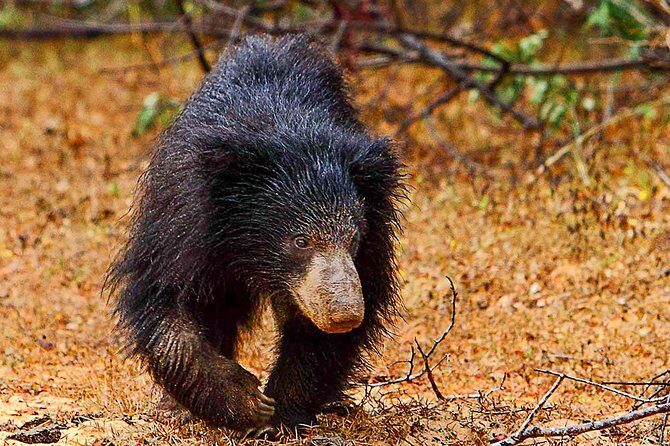 Yala National Park Safari from Weligama - Possible Drawbacks or Considerations