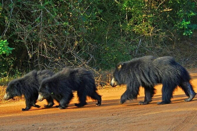 Yala National Park Safari - Half day and Full day - Final Thoughts