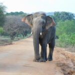 Yala National Park Safari Tour From Hambantota port - Who Will Love This Tour?