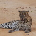 Yala National Park Safari Tour From Hambantota Port - An In-Depth Look at the Yala National Park Safari Tour