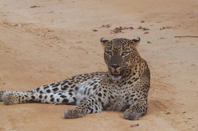 Yala National Park Safari Tour From Hambantota Port - An In-Depth Look at the Yala National Park Safari Tour