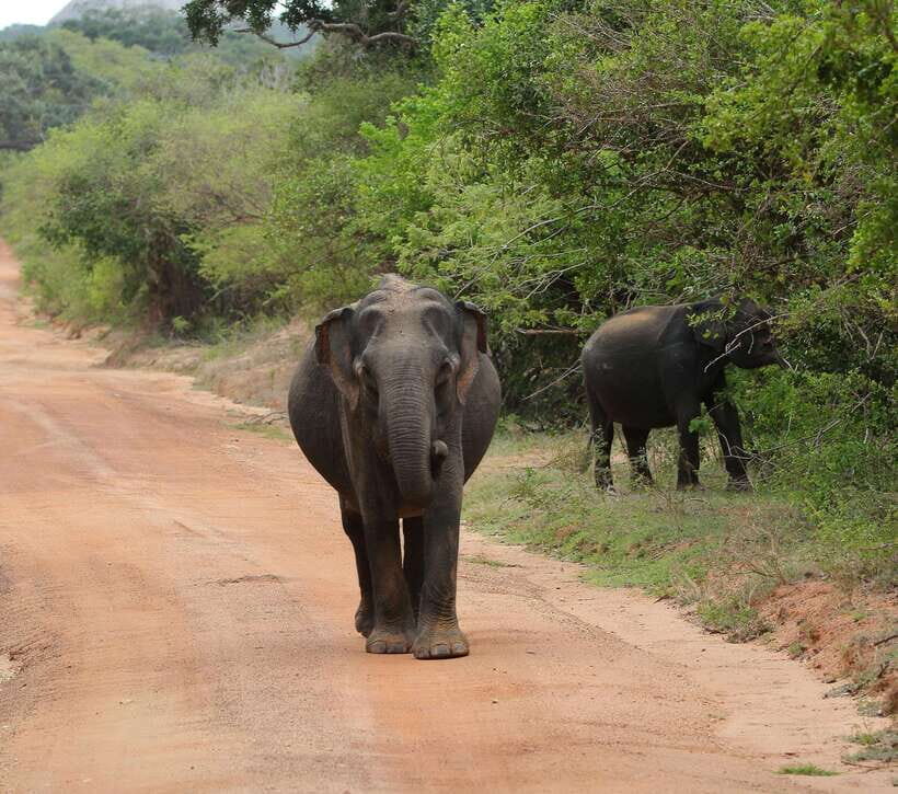 Yala National Park Safari Tour from Hambantota Port - Who Should Take This Tour?
