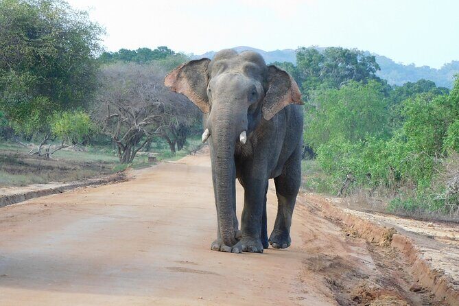 Yala National Park Safari Tour From Hambantota port - Who Will Love This Tour?