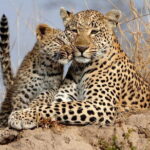 Yala National Park Safari Tours From Hambantota port - A Deep Dive into the Safari Experience