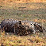 Yala National Park Safari Tours from Hambantota Port - Transportation and Group Size: Why It Matters