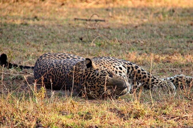 Yala National Park Safari Tours from Hambantota Port - Transportation and Group Size: Why It Matters