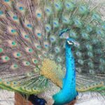 Yala National Park Safari Tours - Half Day & Full Day - Frequently Asked Questions