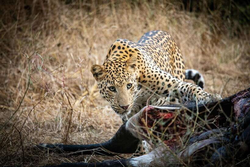 Yala National Park Safari Tours - Half Day & Full Day - Who Is This Safari Best For?