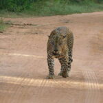 Yala National Park Safari Tours: Morning/Evening/Full Day - Practical Details and Considerations