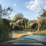 Yala: National Park Safari with Jeep - The Inside Scoop on Your Yala Safari