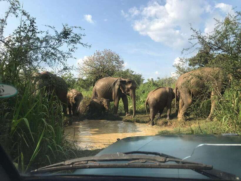 Yala: National Park Safari with Jeep - The Inside Scoop on Your Yala Safari