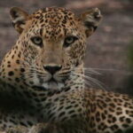 Yala National Park Tour From Hambantota Port - Final Thoughts: Is This Tour Worth It?