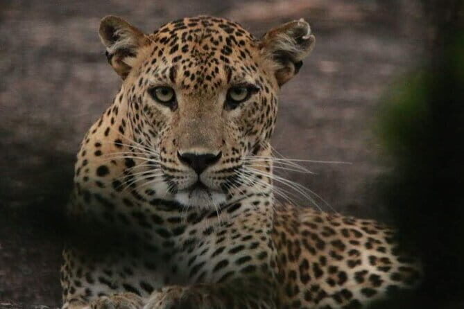 Yala National Park Tour From Hambantota Port - Final Thoughts: Is This Tour Worth It?