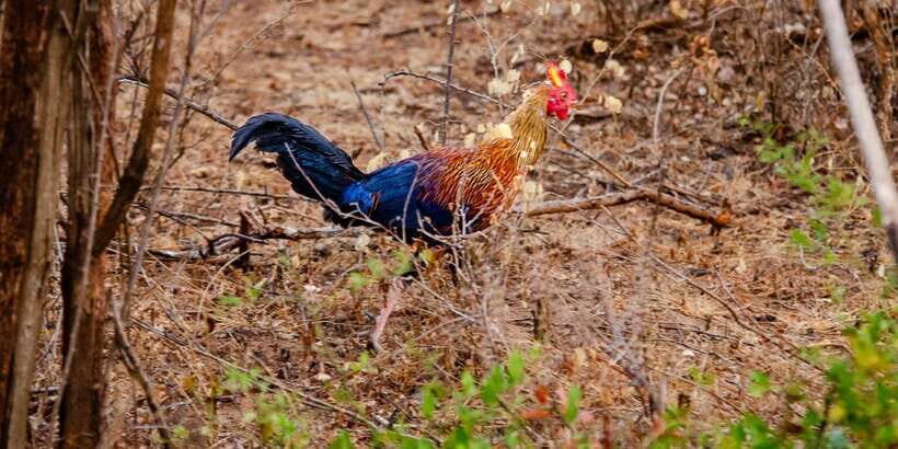 Yala National Park Wildlife safari from Bentota - What Makes This Tour Stand Out?