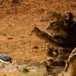 Yala National Park Wildlife safari from Galle - Exploring the Yala Safari Experience in Detail