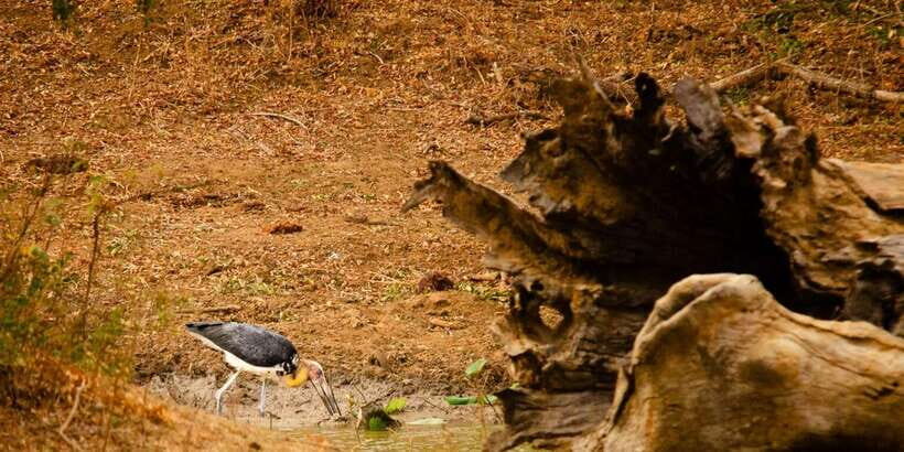 Yala National Park Wildlife safari from Galle - Exploring the Yala Safari Experience in Detail