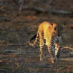 Yala: Night Drive in Yala National Park Buffer Zone! - Exploring the Night Drive in Yala: What It’s All About