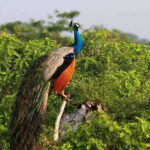 Yala Private Safari: Half-Day or Full-Day with Picnic Lunch - The Value Proposition