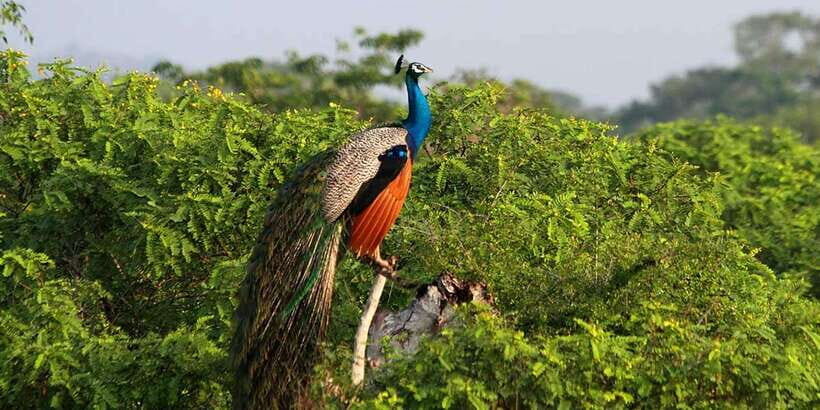 Yala Private Safari: Half-Day or Full-Day with Picnic Lunch - The Value Proposition