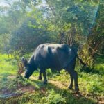 Yala Private Safari Jeep Half Day - The Sum Up