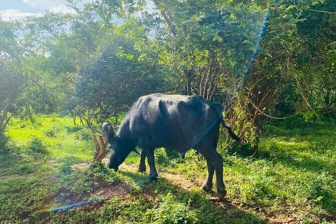 Yala Private Safari Jeep Half Day - The Sum Up