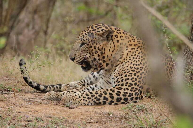 Yala Safari : 7 & 12-Hour Leopard Jeep Tours with Breakfast - Who Will Appreciate This Safari?