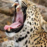 Yala Safari All-Inclusive Package with Convenient Pick Up - What is the Experience Like?