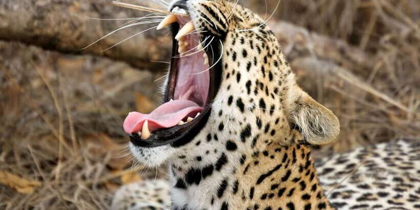 Yala Safari All-Inclusive Package with Convenient Pick Up - What is the Experience Like?