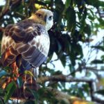 Yala Safari by Yala Safari Wonders - FAQ