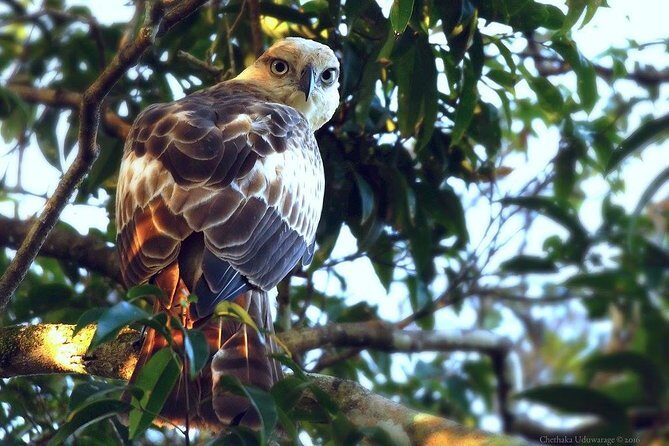 Yala Safari by Yala Safari Wonders - FAQ