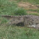 Yala Safari Day Tour - Bentota/Aluthgama/Ahungalla/Kosgoda - A Detailed Look at the Yala Safari Day Tour