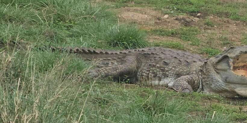 Yala Safari Day Tour - Bentota/Aluthgama/Ahungalla/Kosgoda - A Detailed Look at the Yala Safari Day Tour