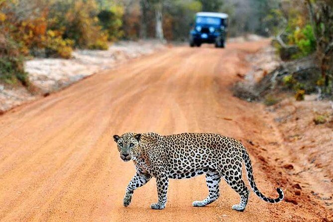 Yala Safari from Hambantota Port by BTM - Private & All Inclusive - Who Should Consider This Tour?