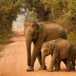 Yala Safari Private Day Tour From Kaluthara/Beruwala/Bentota/Kosgoda/Ahungalla - The Downside to Consider