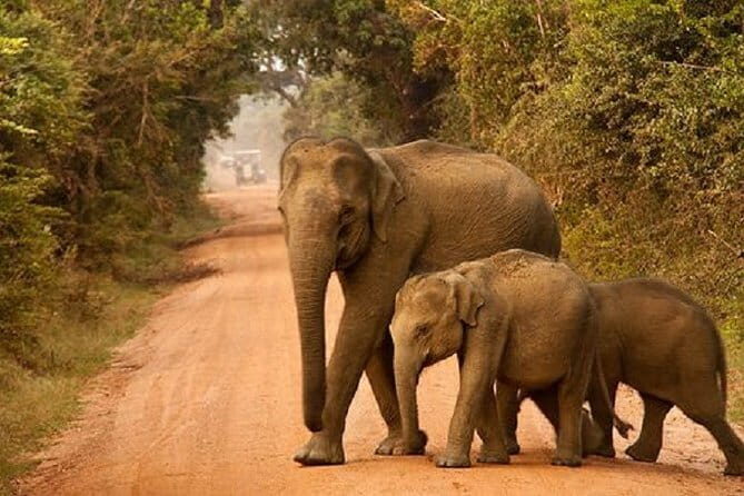 Yala Safari Private Day Tour From Kaluthara/Beruwala/Bentota/Kosgoda/Ahungalla - The Downside to Consider