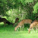 Yala Safari Private Day Trip from Bentota and Kalutara Areas - Why This Tour Offers Good Value