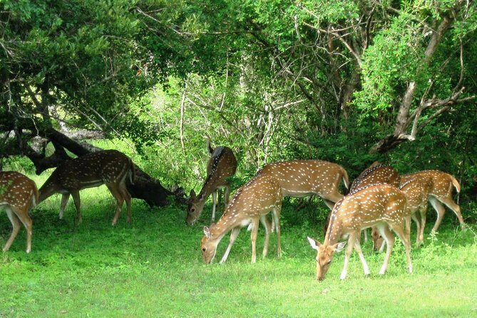 Yala Safari Private Day Trip from Bentota and Kalutara Areas - Why This Tour Offers Good Value