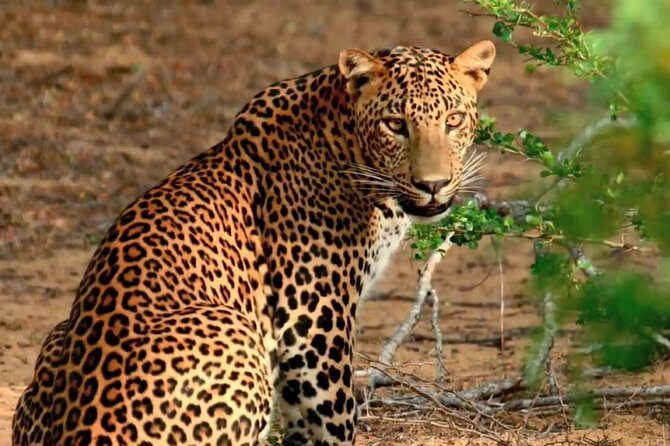 Yala Safari Private Day Trip with Return Transport -All Inclusive - What Makes This Tour Stand Out?