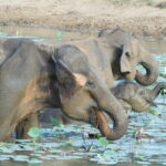YALA SAFARI TOUR From Galle/Unawatuna/Mirissa/Matara/Tangalle - A Deep Dive into the Yala Safari Experience