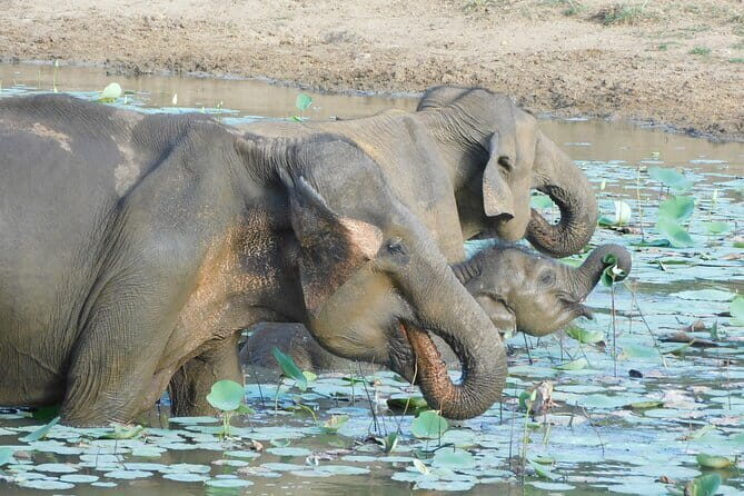 YALA SAFARI TOUR From Galle/Unawatuna/Mirissa/Matara/Tangalle - A Deep Dive into the Yala Safari Experience