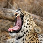 Yala Safari Tour from Hambantota Port (Shore Excursion) - Key Points