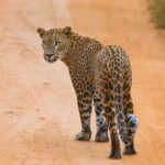 YALA SAFARI TOUR from TANGALLE/HIRIKETIYA/MIRISSA/GALLE - A Closer Look at the Yala Safari Experience