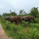 Yala, Udawalawe Safari & Elephant Home Lifetime Experience - Who Should Consider This Tour?