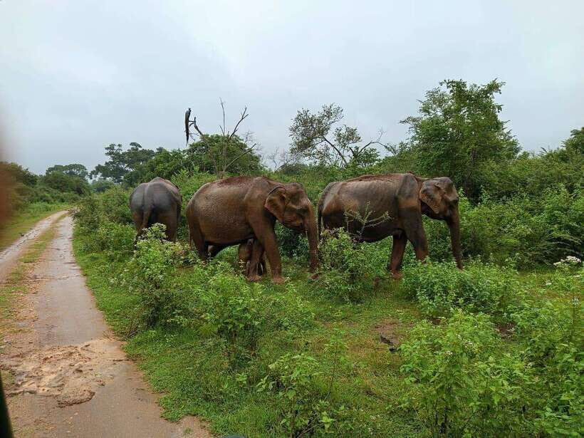 Yala, Udawalawe Safari & Elephant Home Lifetime Experience - Who Should Consider This Tour?