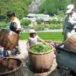 Yame & Kurume Tea Fields & Craft Tour  From Farm to Cup - A Closer Look at the Yame & Kurume Tour