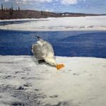 Yellowknife Sightseeing City Tour - Final Thoughts on the Yellowknife Sightseeing City Tour